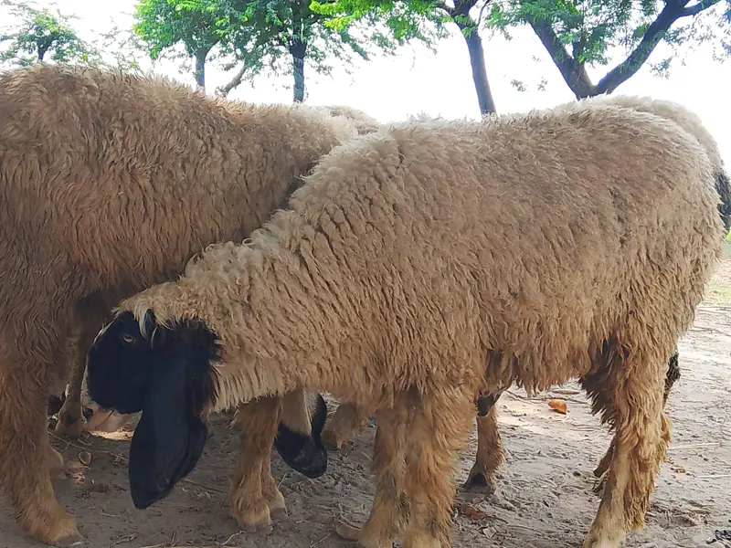 sheep for urgent sale — photo 3