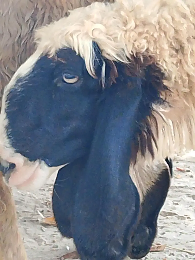 sheep for urgent sale — photo 4