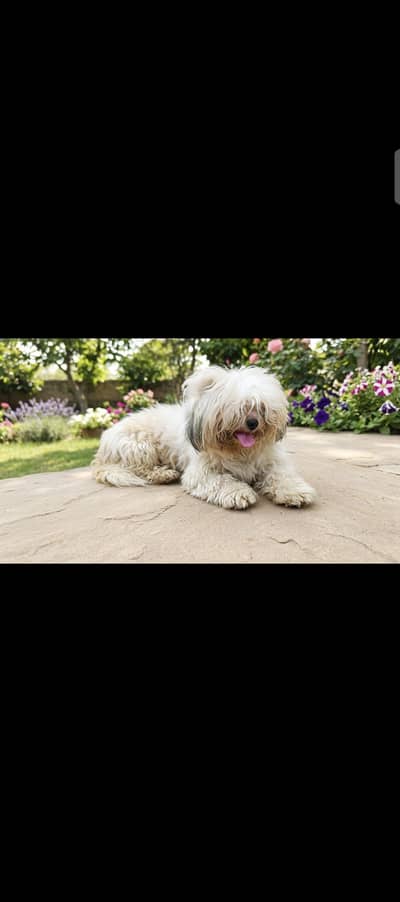 shihtzu toy breed male for sale