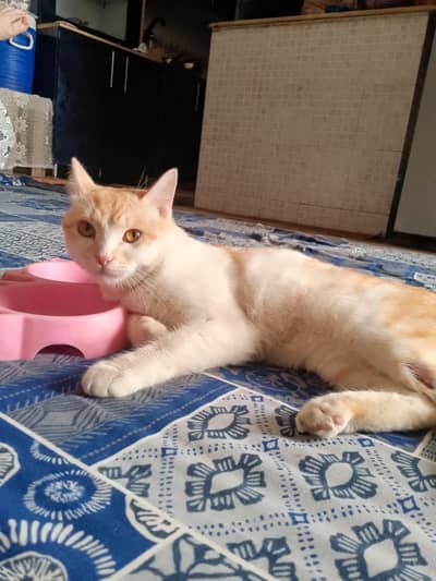 male cat available for adoption
