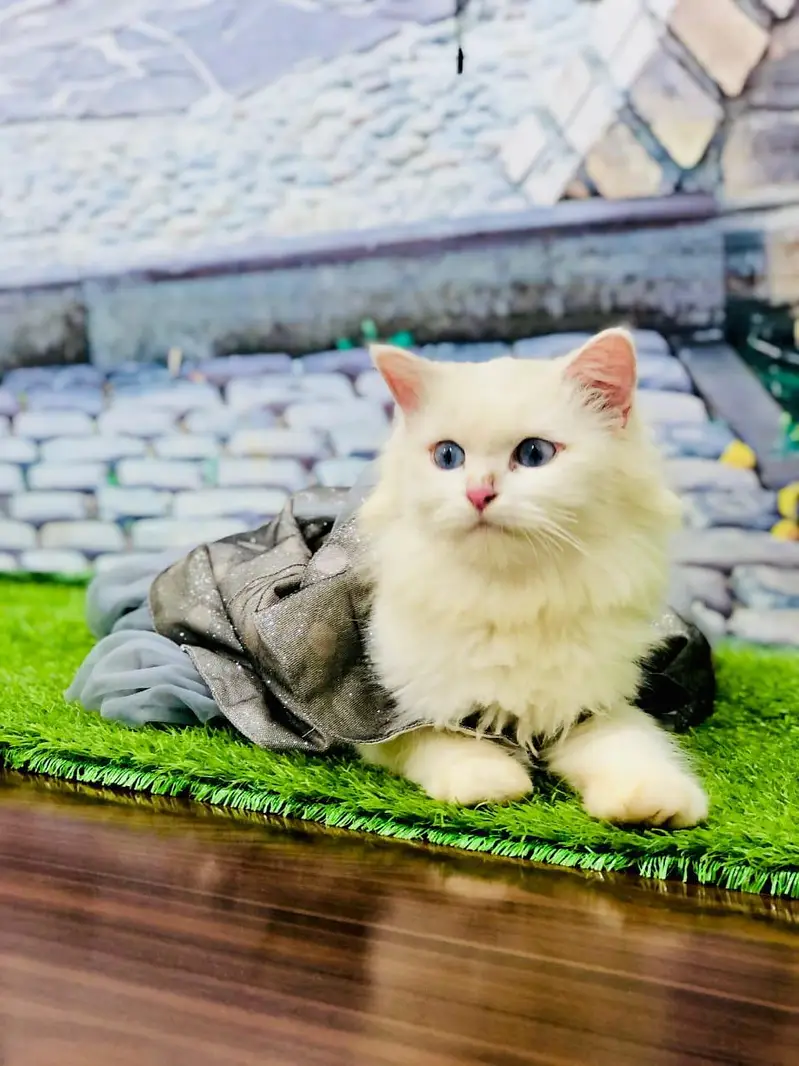 Persian triple coated cats for sale cash on delivery available hy — photo 6