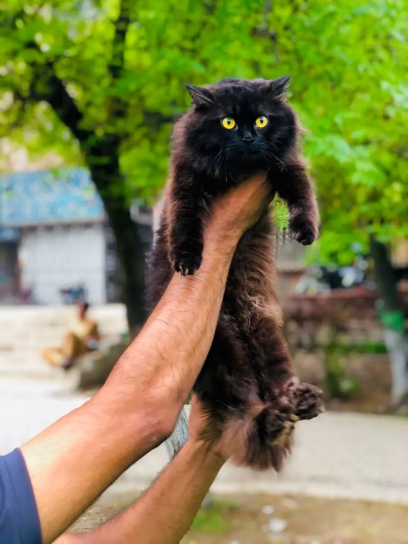 Persian triple coated cats for sale cash on delivery available hy — photo 8
