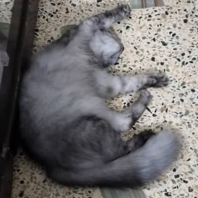 Healthy Female Cat for Sale