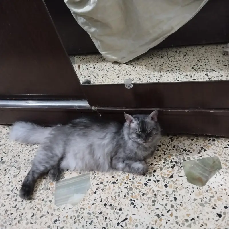 Healthy Female Cat for Sale — photo 2