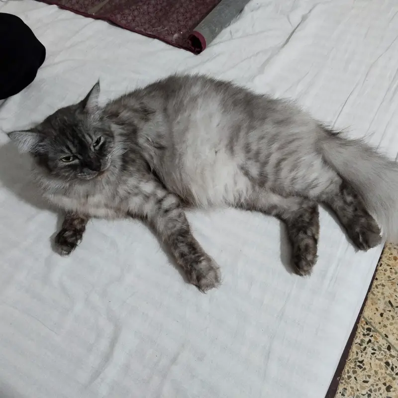 Healthy Female Cat for Sale — photo 3