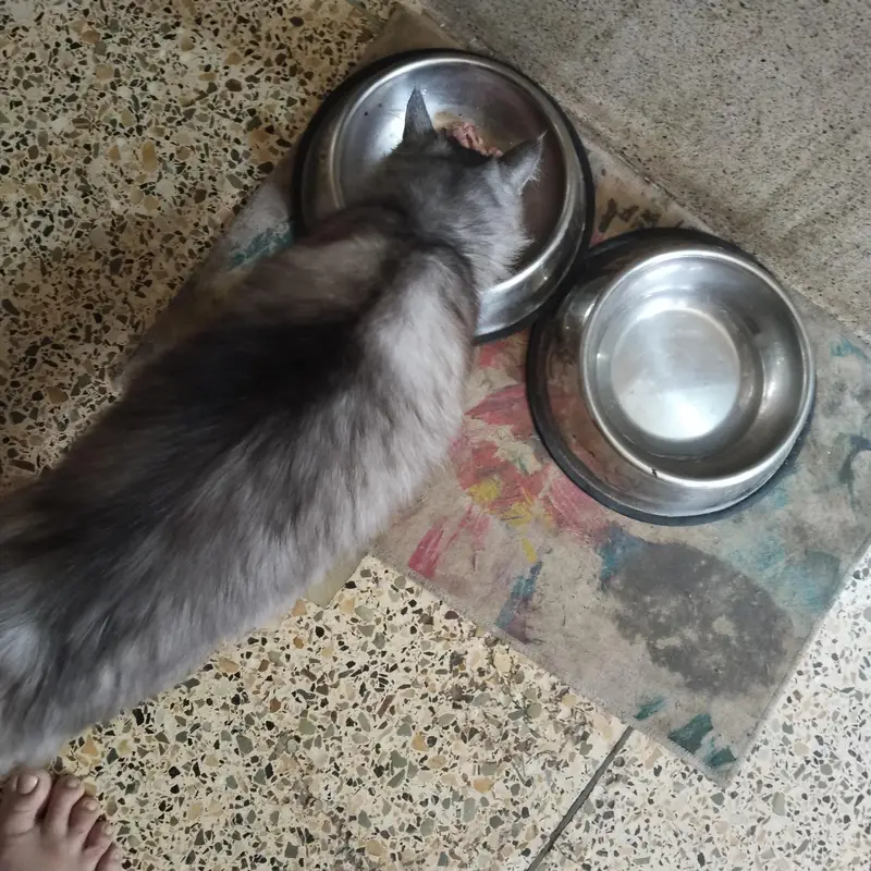 Healthy Female Cat for Sale — photo 4
