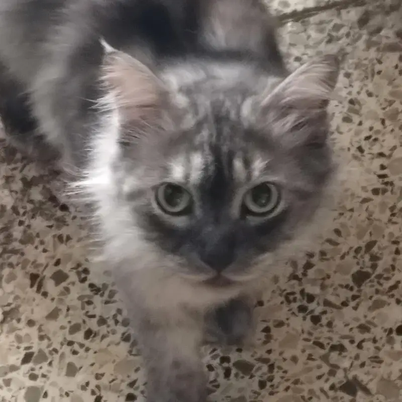 Healthy Female Cat for Sale — photo 5