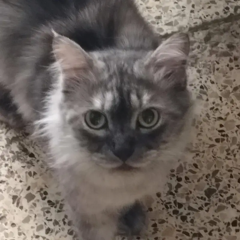Healthy Female Cat for Sale — photo 6