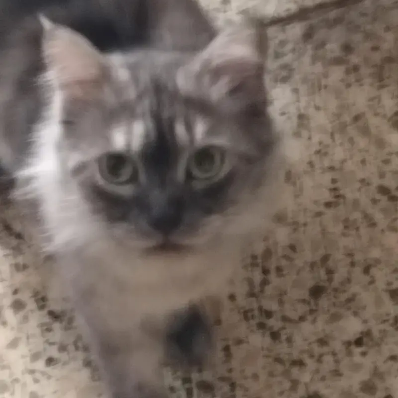 Healthy Female Cat for Sale — photo 7