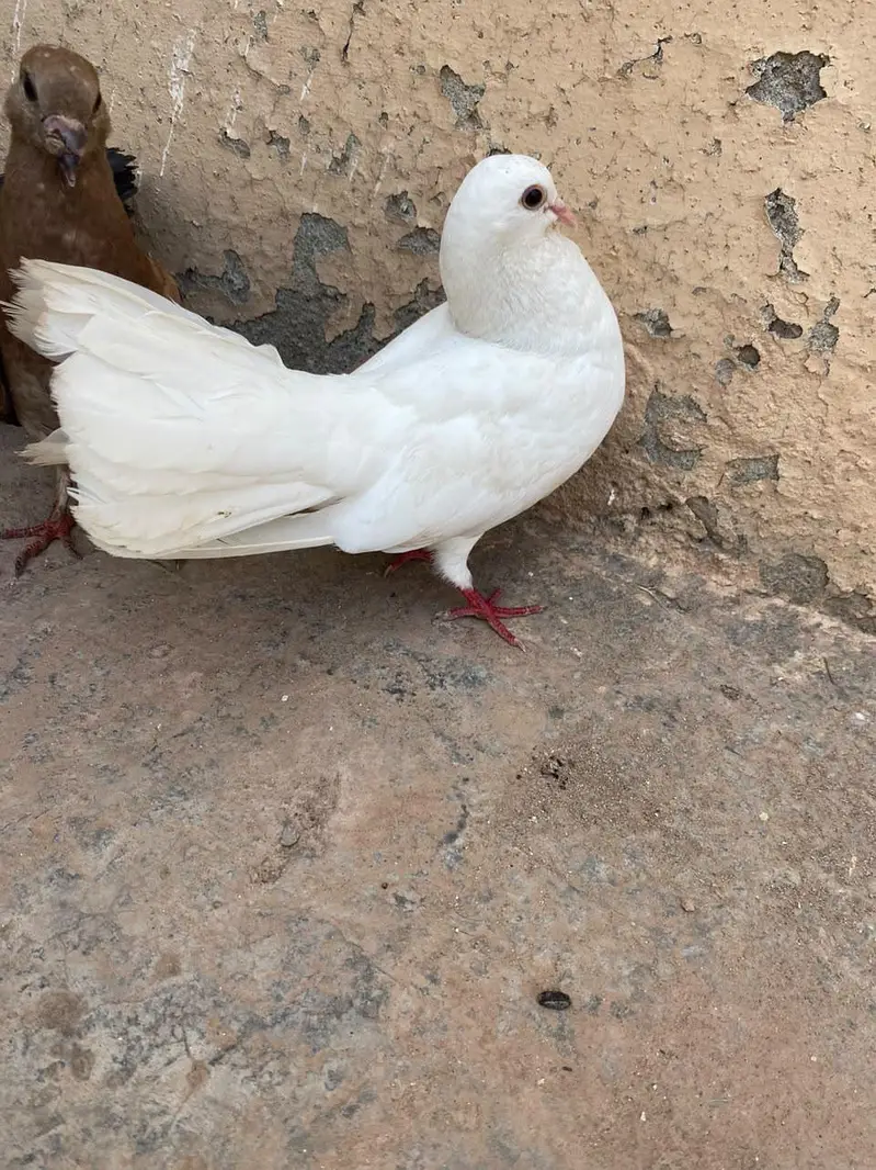 fancy pegion 03181845924