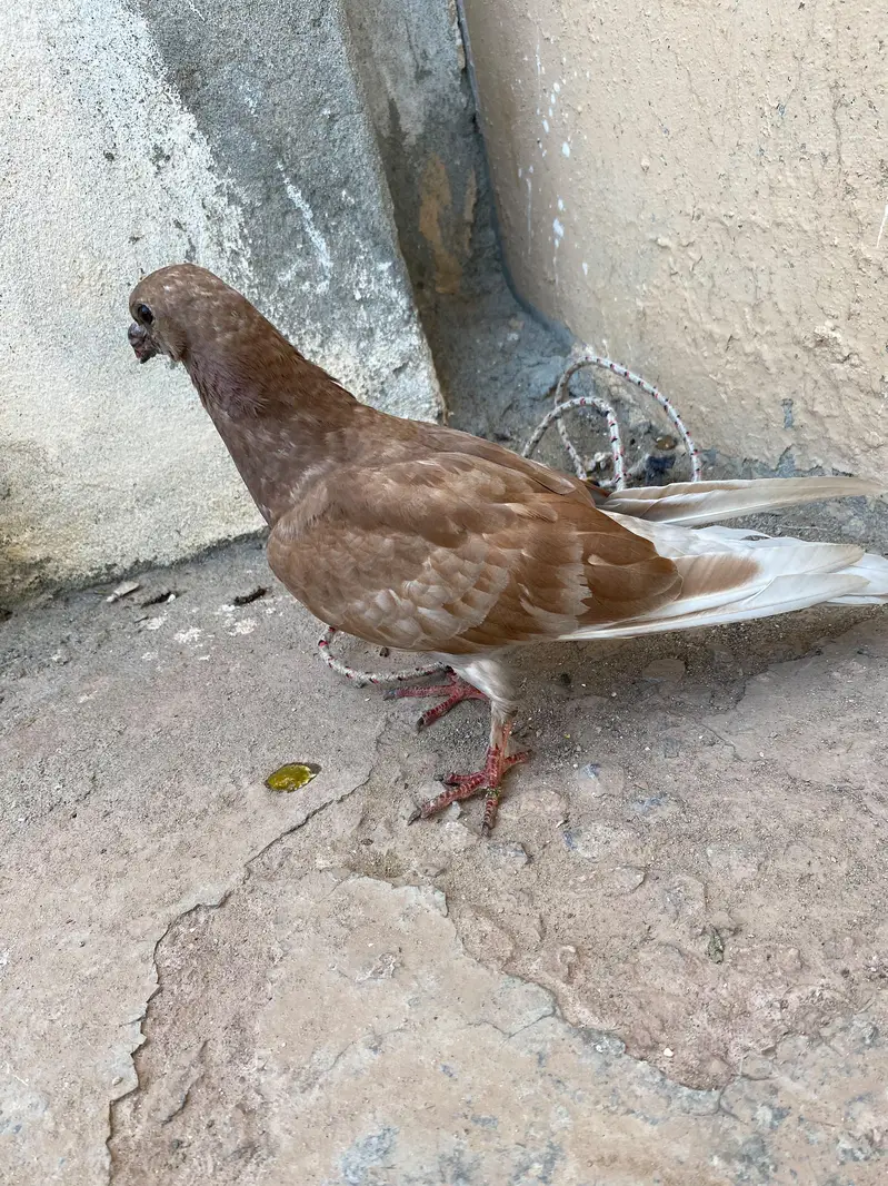 fancy pegion 03181845924 — photo 3