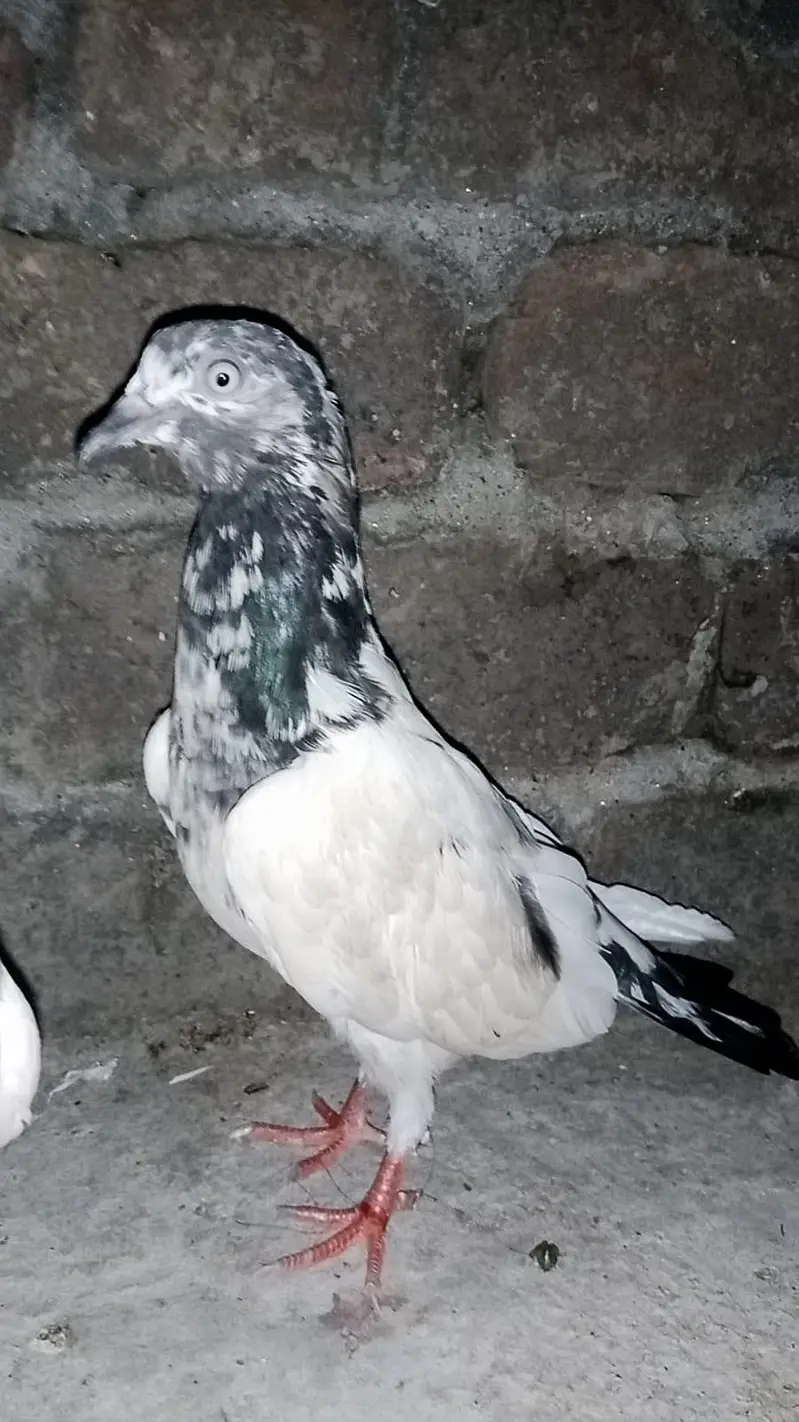 2 Females for sale 1 Lucky 1  tedi 03426744070 — photo 3