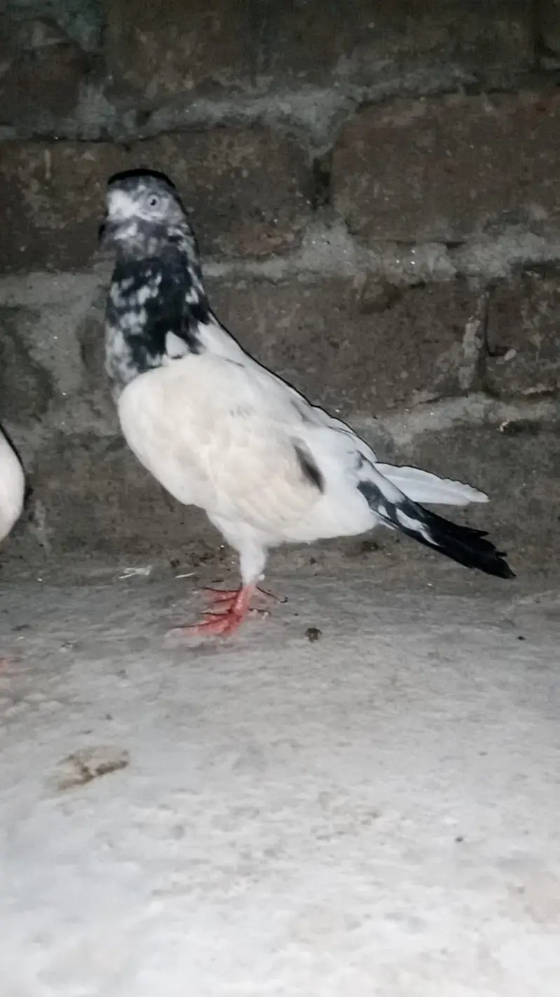2 Females for sale 1 Lucky 1  tedi 03426744070 — photo 5