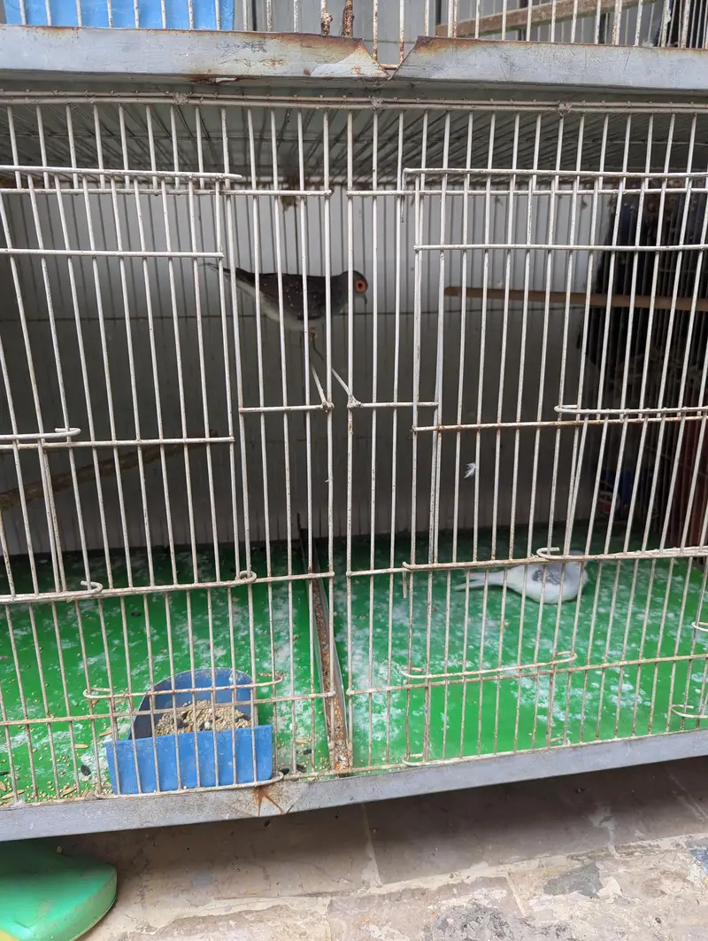 fischer parrots with cage — photo 5