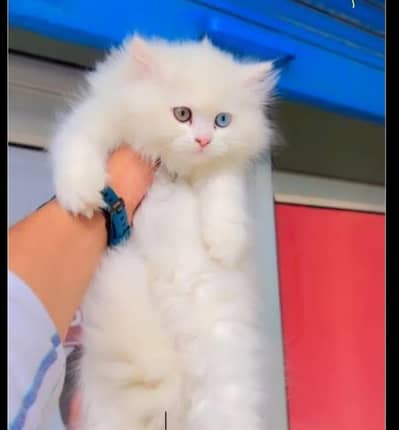 Cash on delivery Persian kitten cats