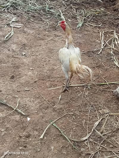 Aseel murgi or murga for sale