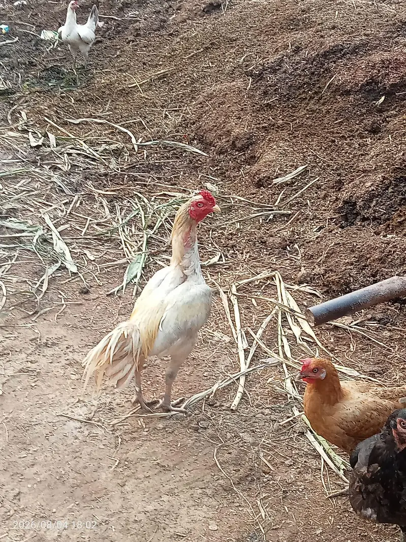 Aseel murgi or murga for sale — photo 2