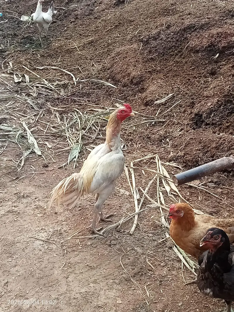 Aseel murgi or murga for sale — photo 3