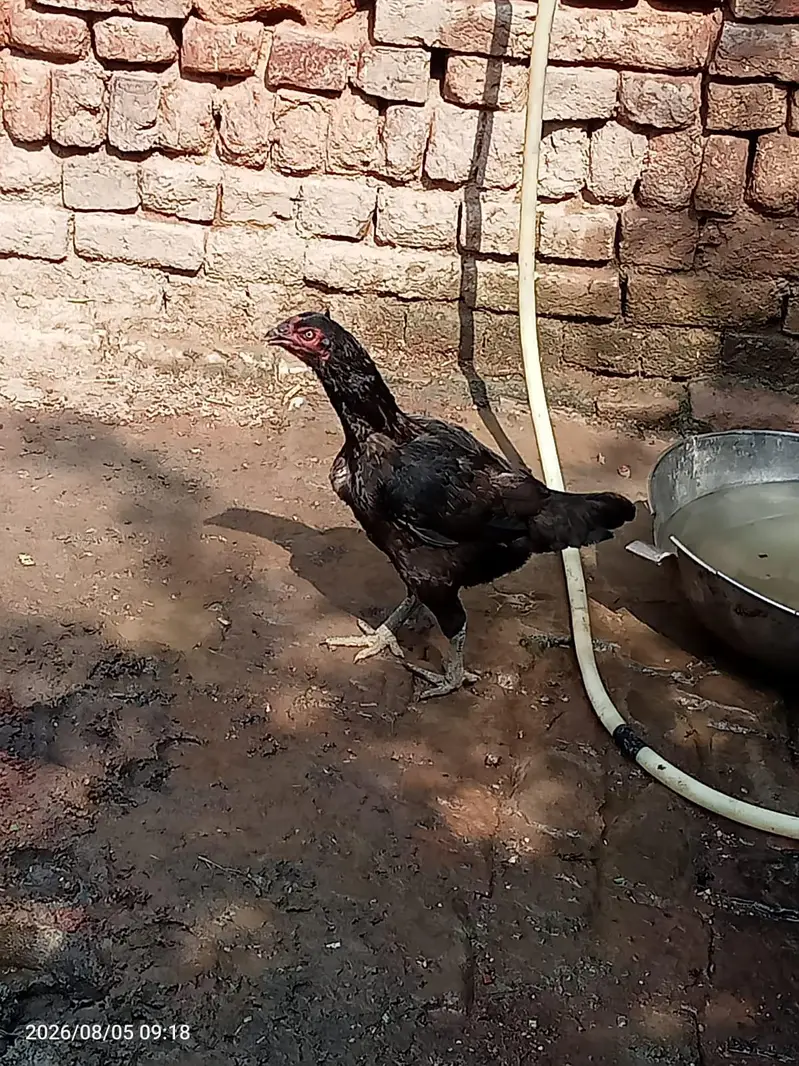 Aseel murgi or murga for sale — photo 5