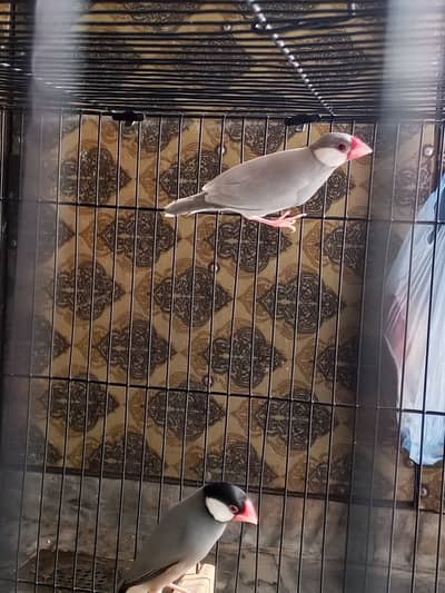 Finches with cage