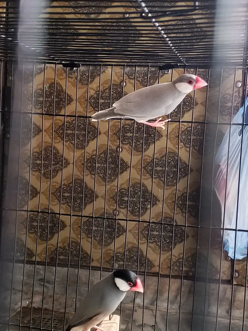 Finches with cage