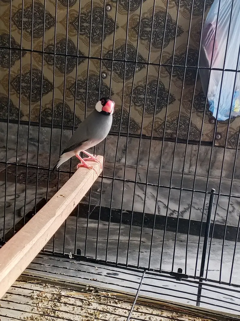 Finches with cage — photo 2