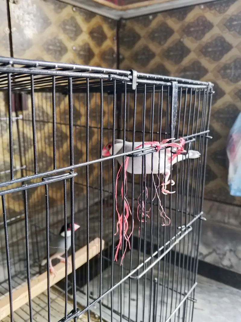 Finches with cage — photo 3