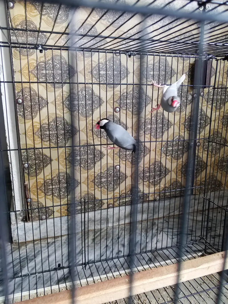 Finches with cage — photo 4