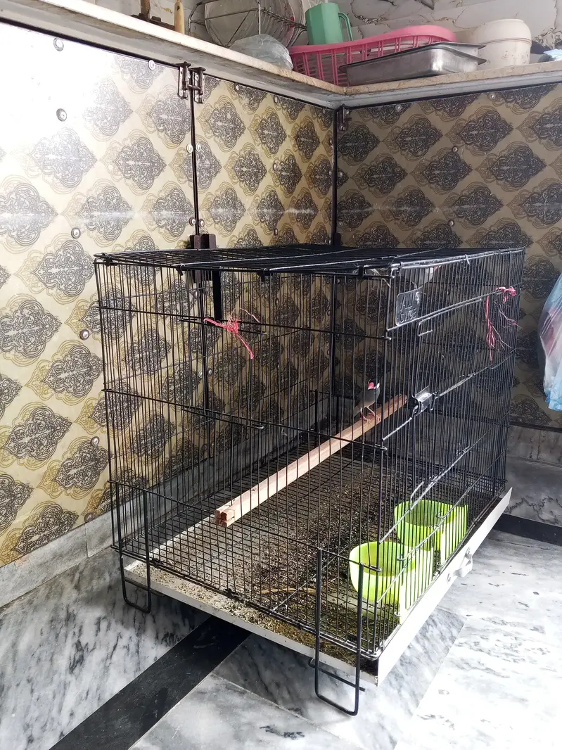 Finches with cage — photo 5