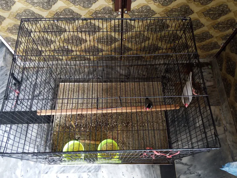 Finches with cage — photo 6
