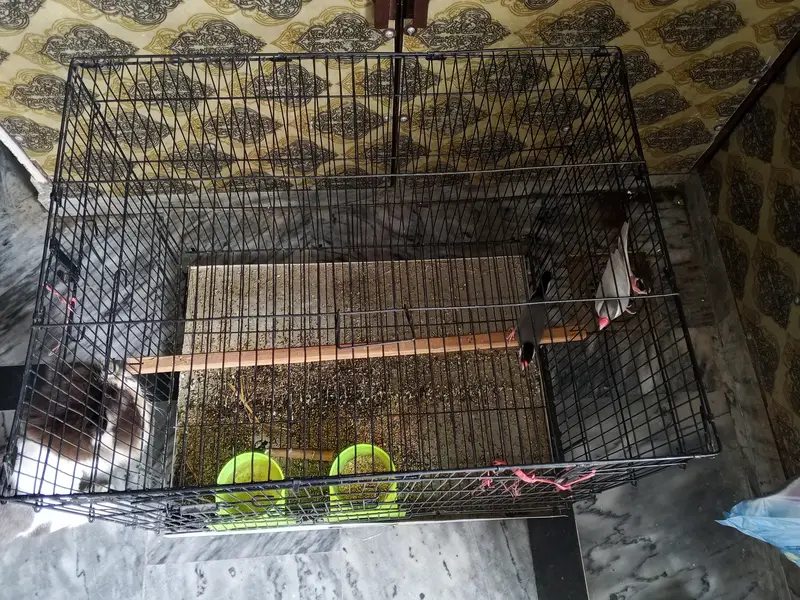 Finches with cage — photo 7