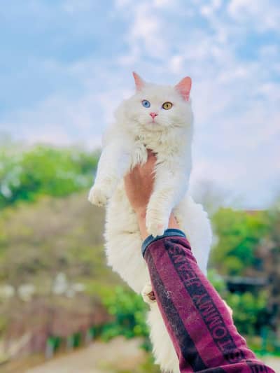 Persian triple coated cats for sale cash on delivery available hy
