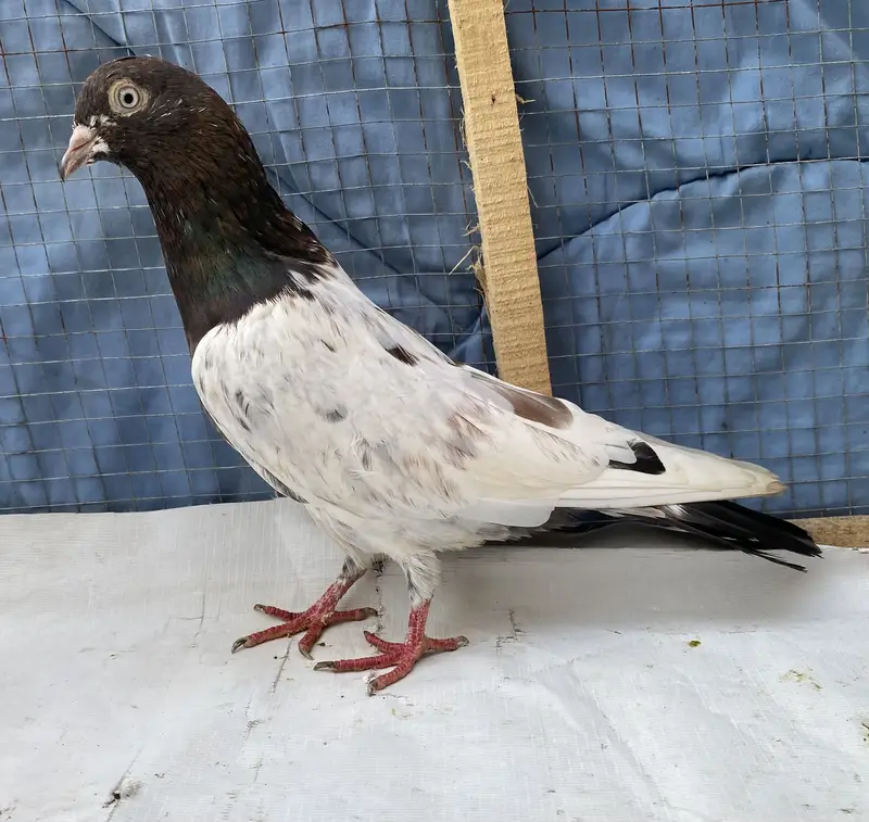 Teddy bredr male avil — photo 2