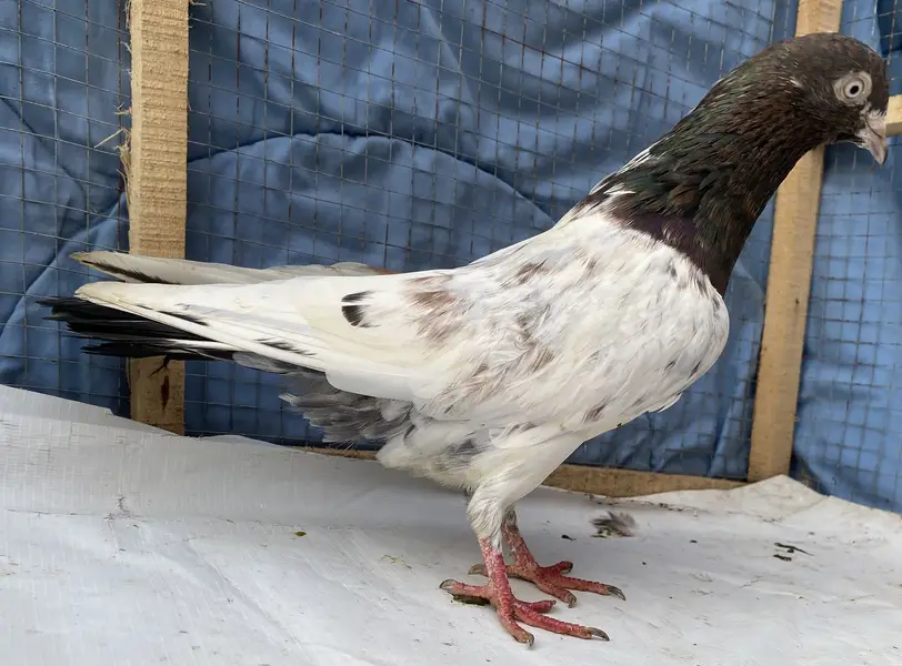 Teddy bredr male avil — photo 3