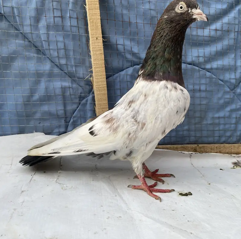 Teddy bredr male avil — photo 4