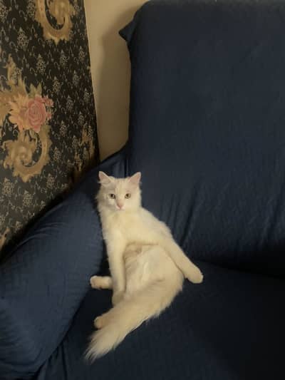 White Persian Female Cat | 1.5 Years | Vaccinated | Healthy