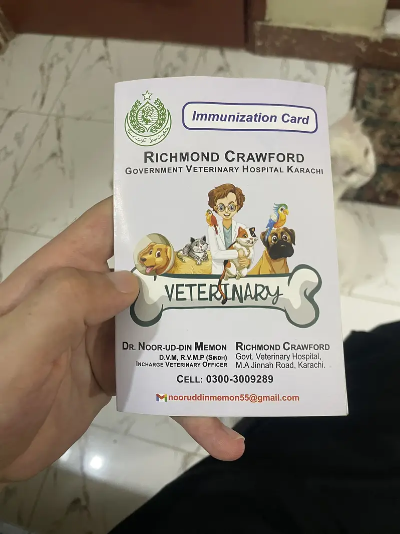 White Persian Female Cat | 1.5 Years | Vaccinated | Healthy — photo 3