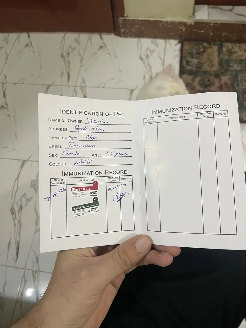 White Persian Female Cat | 1.5 Years | Vaccinated | Healthy — photo 4