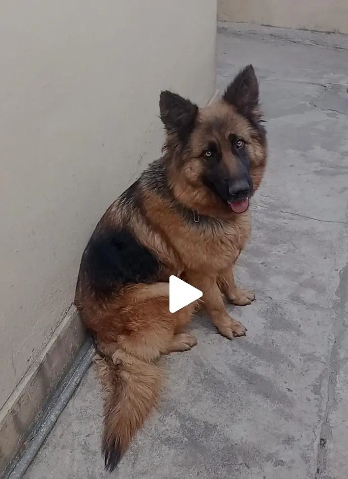 long coat German shepherd female — photo 3
