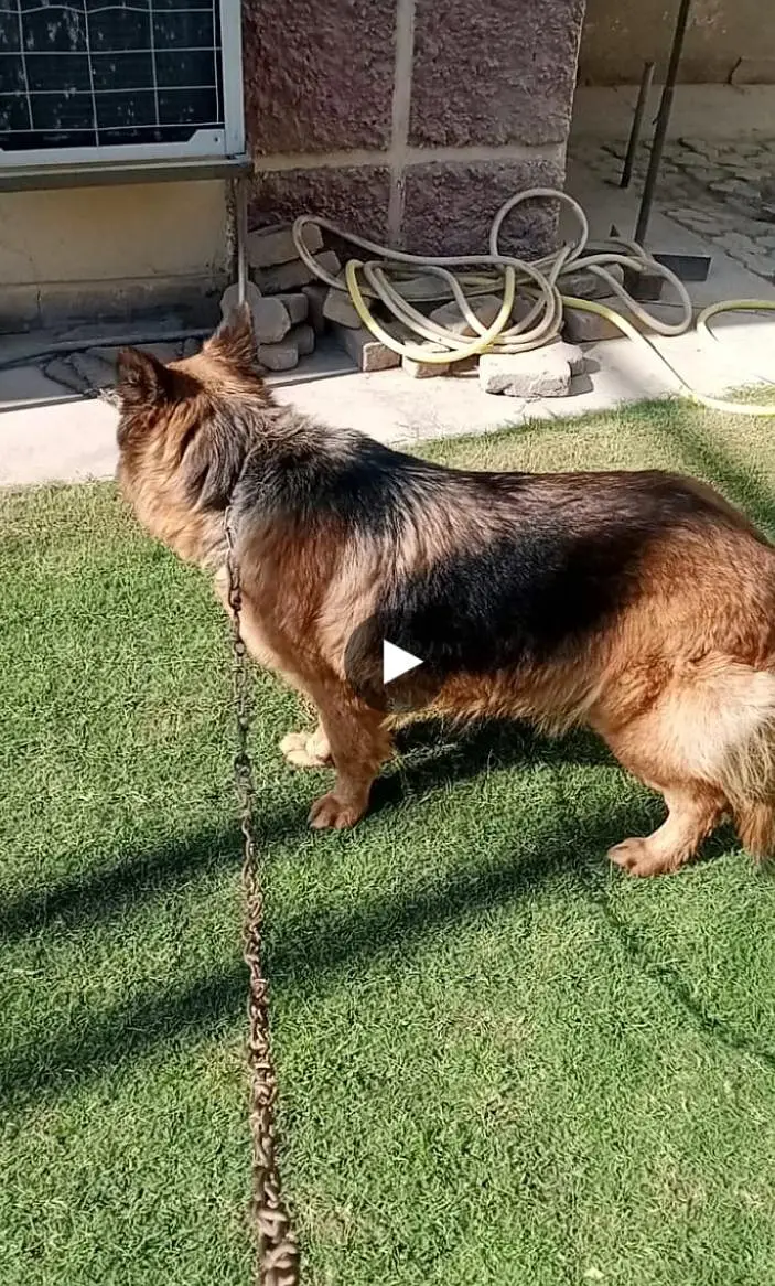 long coat German shepherd female — photo 4