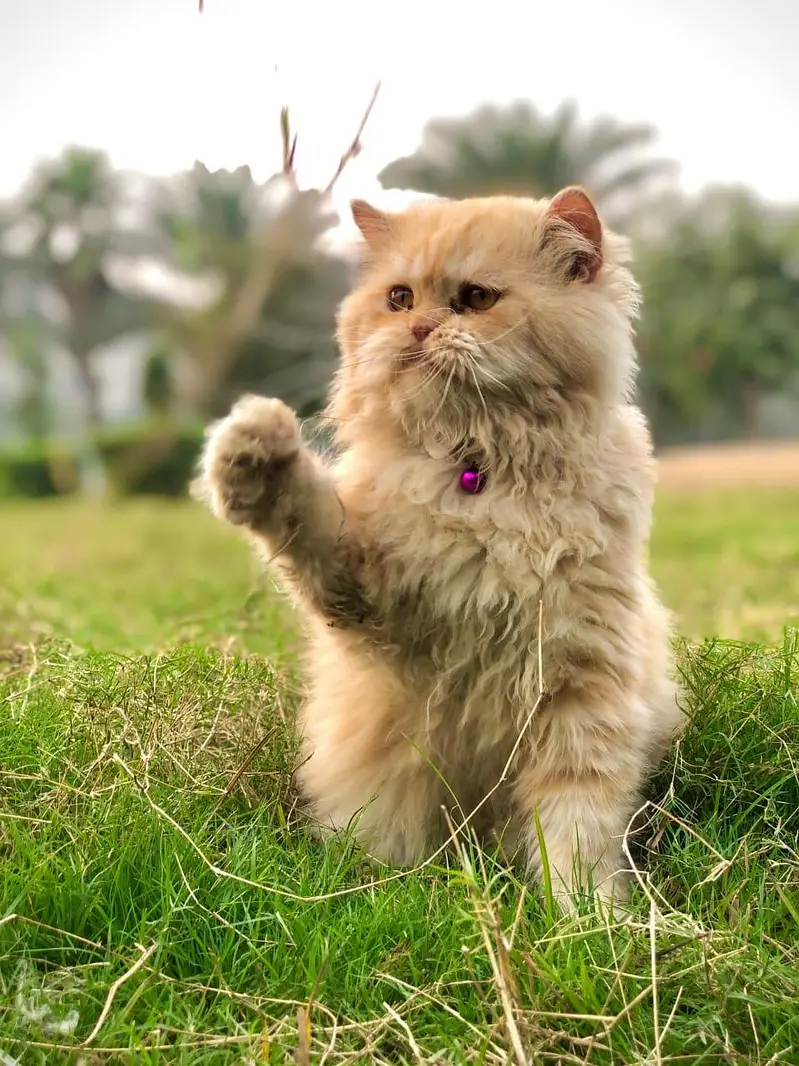 Persian triple coated cats for sale cash on delivery available hy — photo 11