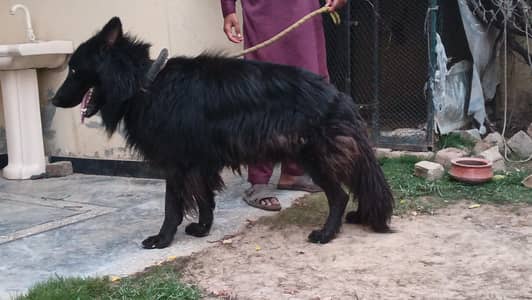 German shepherd Black 3 triple coat For sale