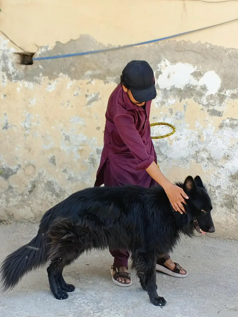 German shepherd Black 3 triple coat For sale — photo 2