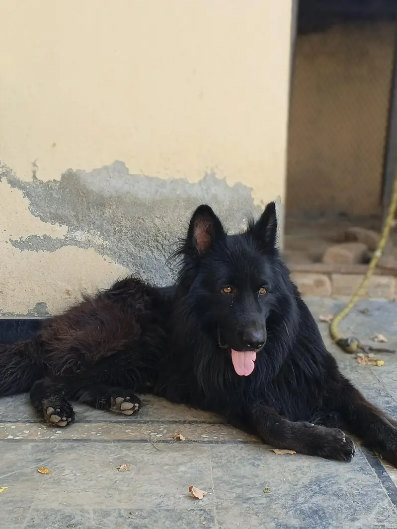 German shepherd Black 3 triple coat For sale — photo 3