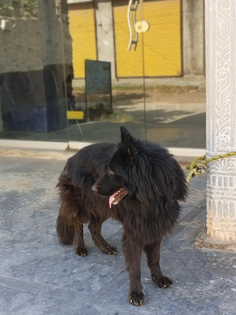 German shepherd Black 3 triple coat For sale — photo 4