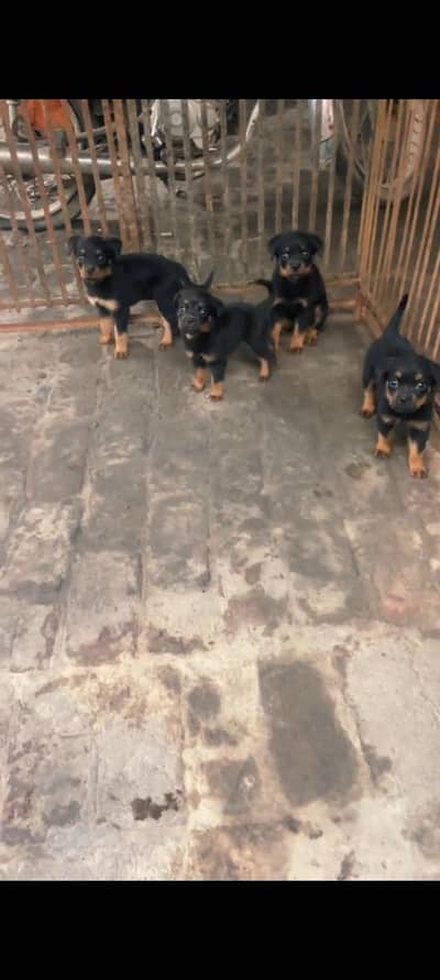 ROTTWEILER PAPYS LOOKING FOR NEW HOME