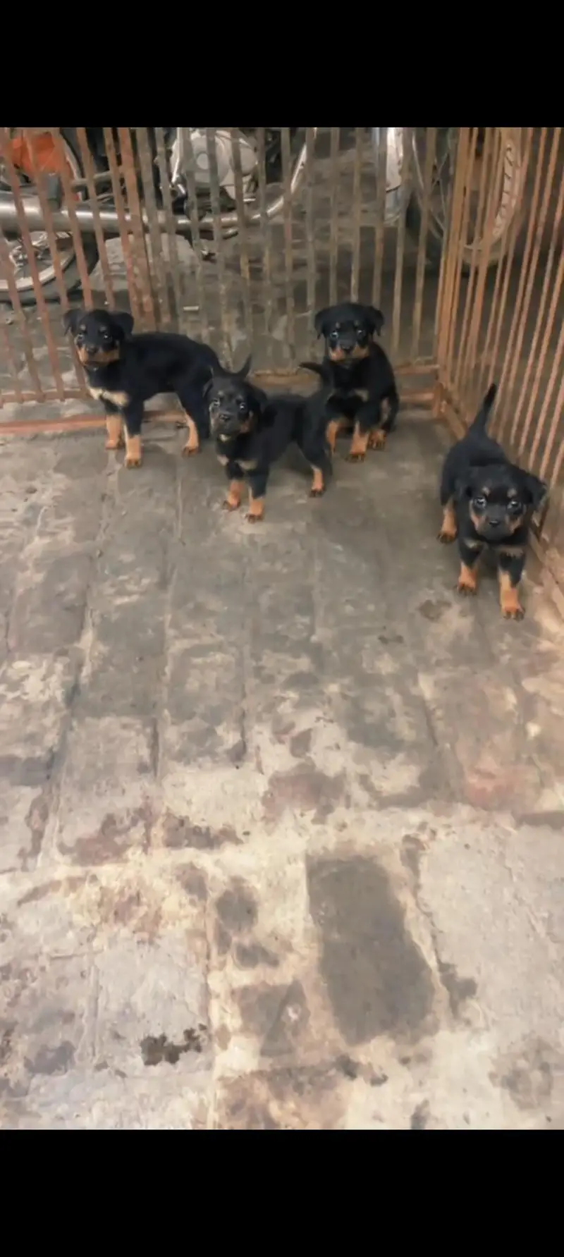 ROTTWEILER PAPYS LOOKING FOR NEW HOME — photo 2