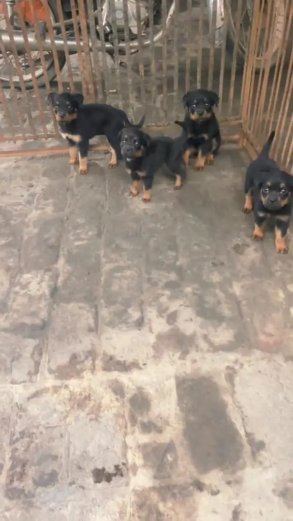 ROTTWEILER PAPYS LOOKING FOR NEW HOME — photo 3