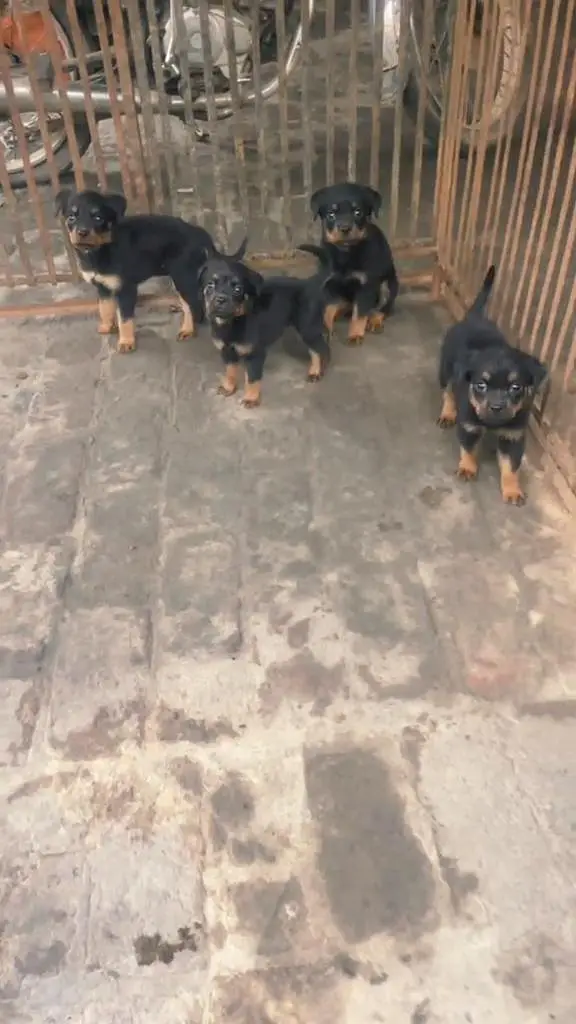 ROTTWEILER PAPYS LOOKING FOR NEW HOME — photo 4