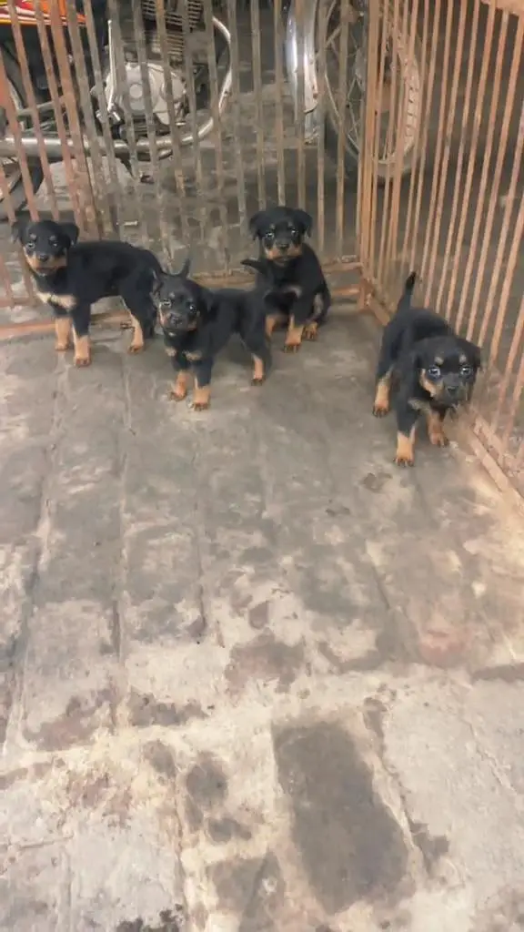 ROTTWEILER PAPYS LOOKING FOR NEW HOME — photo 5